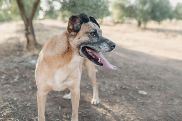 Foto perro de pie en the campo junto a arbol