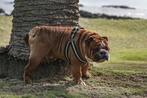 Perro en el arbol