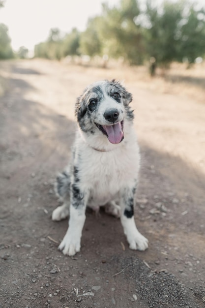 Foto perro feliz mira a camara sentado