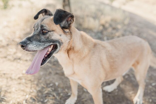 Foto perro marron mira hacia el lado izquierdo con la lengua fuera