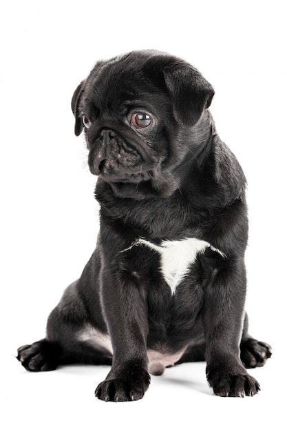 Perro pug aislado sobre un fondo blanco