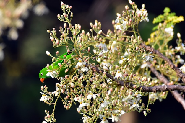 Photo perrot is hiding on the tree branch