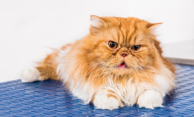 Persian breed cat on the blue table