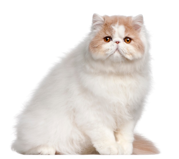 Persian cat, 18 months old, 