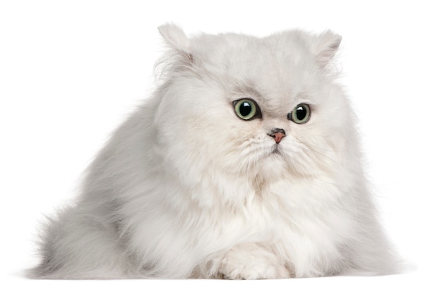 Persian cat, 2 years old, 