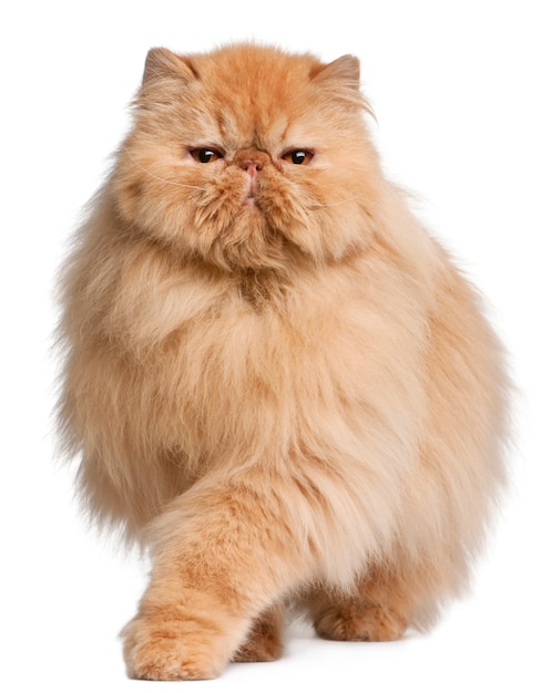 Persian cat, 3 years old, 