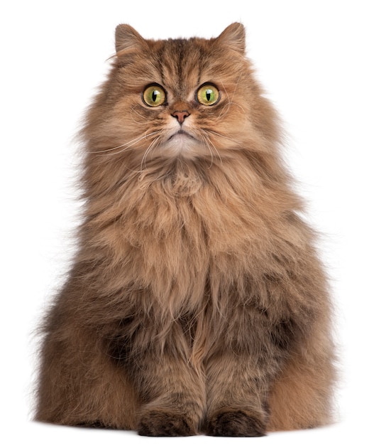 Persian cat, 6 years old, 