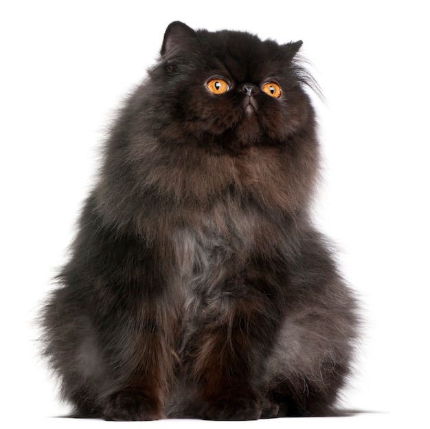 Persian cat, 9 months old, 