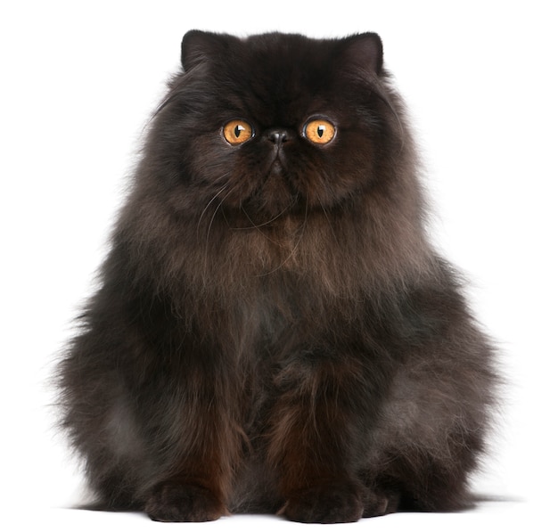 Persian cat, 9 months old, 