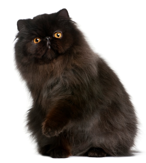 Persian cat, 9 months old, 