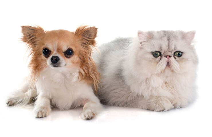 Photo 페르시아 고양이 치와와