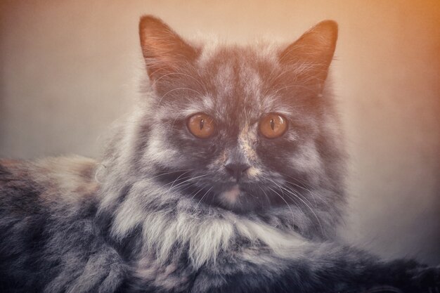 персидская кошка смотрит на камеру