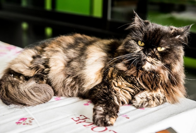 Персидская кошка, прекрасное животное и домашнее животное