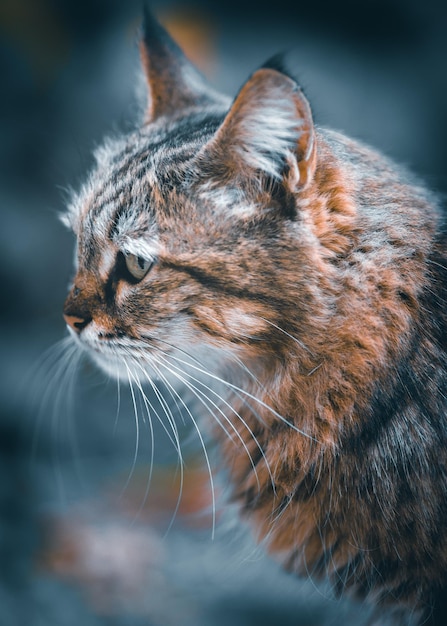 Foto gatto persiano che gioca al giardino