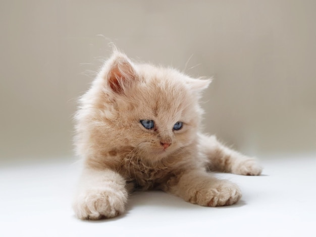 Persian cat puppy with blue eyes