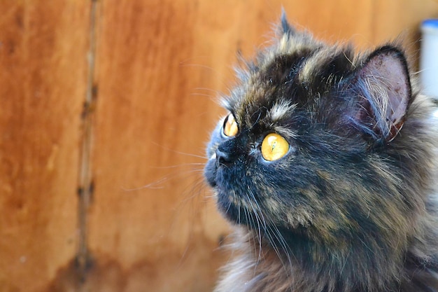 Persian cat side view closeup