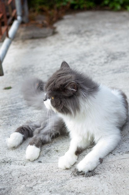 Persian cat sitting on concrete floor and look straight