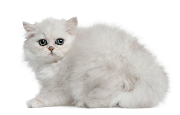 Gatto persiano, seduto di fronte a sfondo bianco