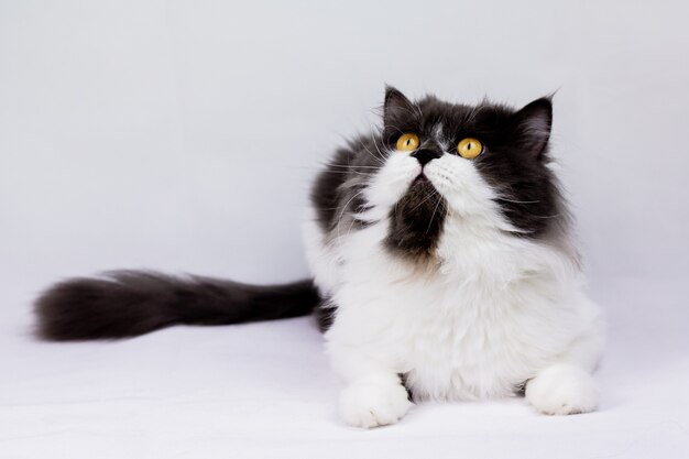 Persian cat sitting on look on top white wall, isolated