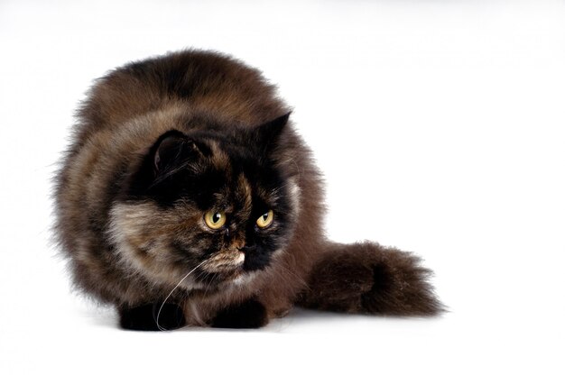 Persian cat on white