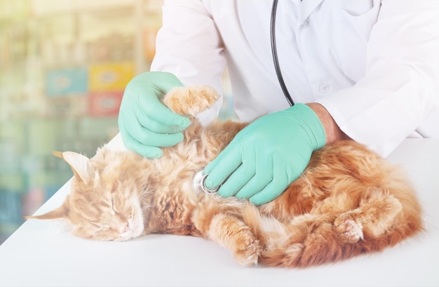 Persian cat with veterinarian doctor at vet clinic