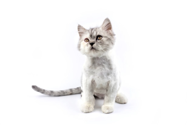 Photo persian cat with white isolated background looking