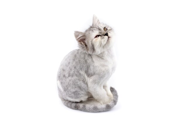 Persian cat with white isolated background looking