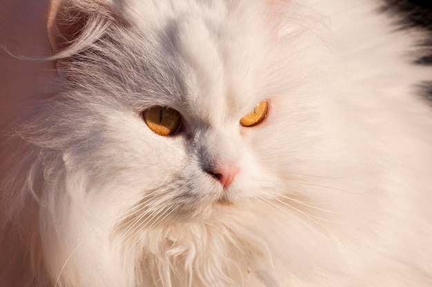 Persian cat