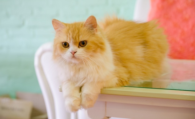 Persian cats lying on table