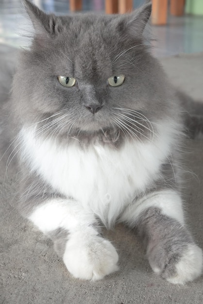 Persian gray cat Lying on the floor, the top view of Persian cats, shaded on the floor, pet ideas