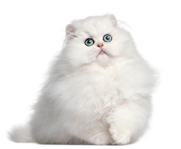 Persian kitten, 4 months old, 