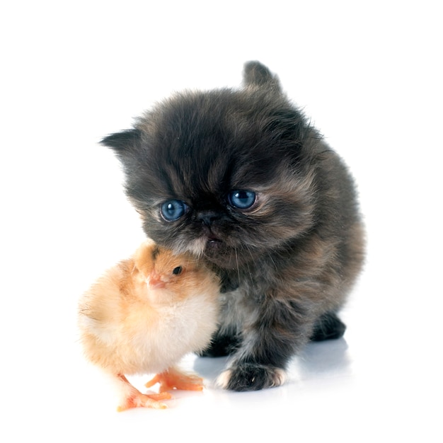 Persian kitten and chick