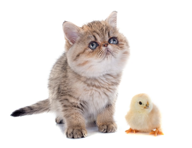 Persian kitten and chick