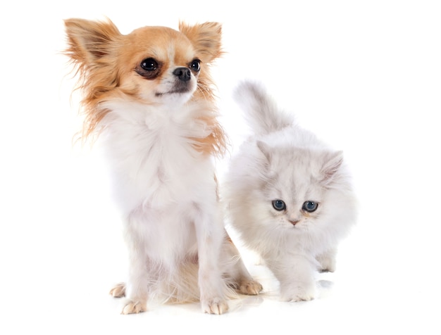 persian kitten and chihuahua