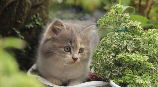 Лицо персидского котенка играет в парке. Котенок. Маленькая кошка играет в саду.