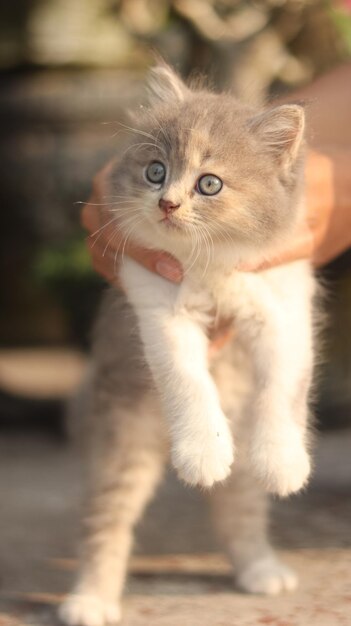 아직 작고 손에 들고 있는 페르시안 고양이