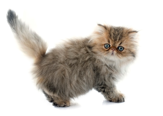 persian kitten