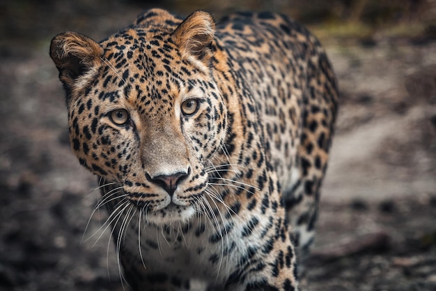 Persian leopard Panthera pardus saxicolor