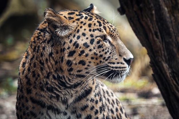 Персидский леопард Panthera pardus saxicolor