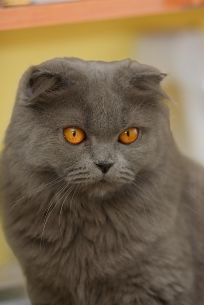 Persian purebred cat grey head portrait