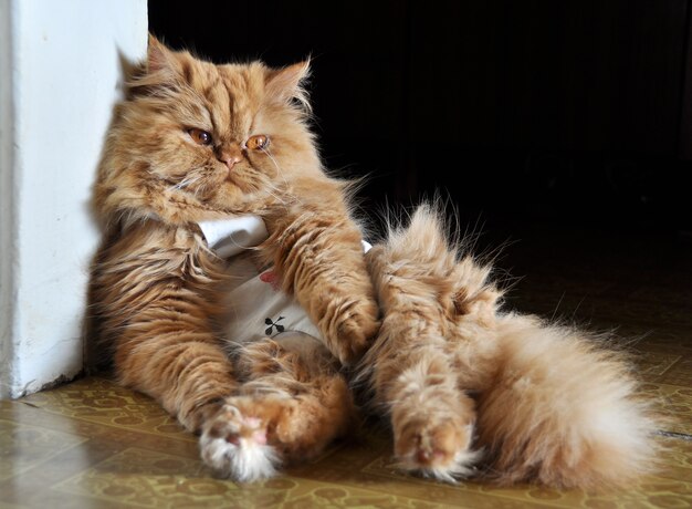 Persian red cat sterilized. Sterilization of a cat after surgery in special clothing