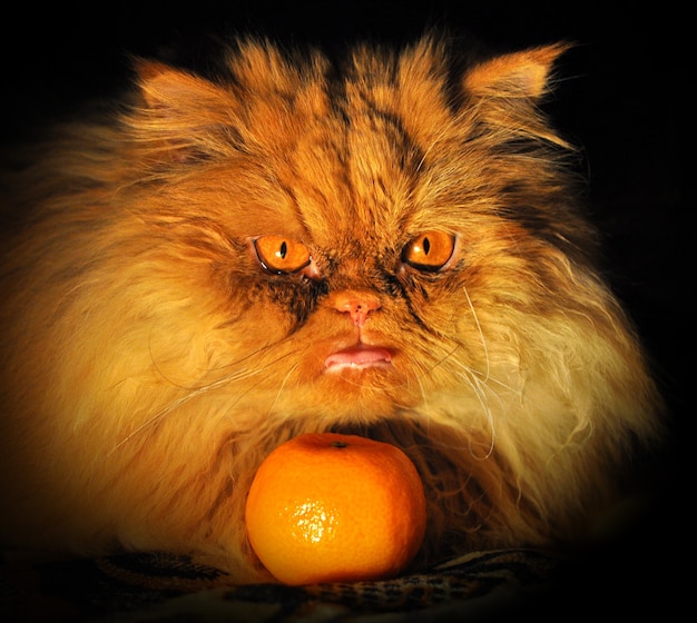 Persian red cat with tangerine on the dark background