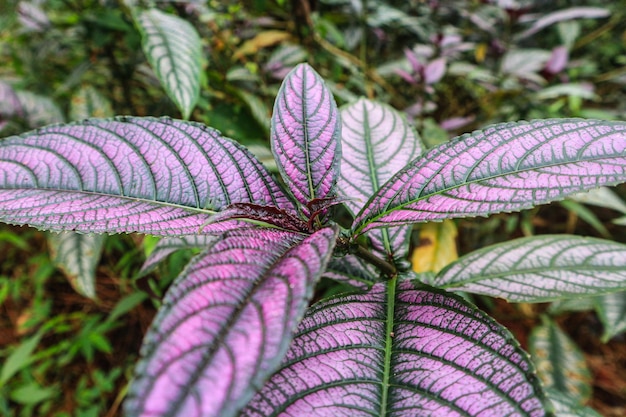 Persian Shield displaying it's vibrant shades of purple and green in Indonesian Forest