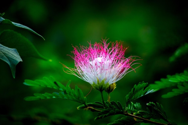 Persian silk flower in full bloom during Spring