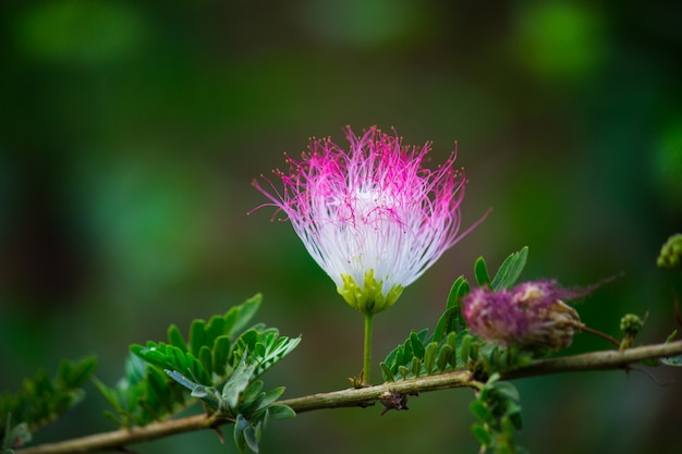 Персидский шелковый цветок
