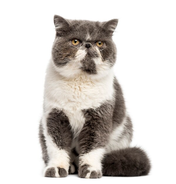 Persian sitting in front of a white wall