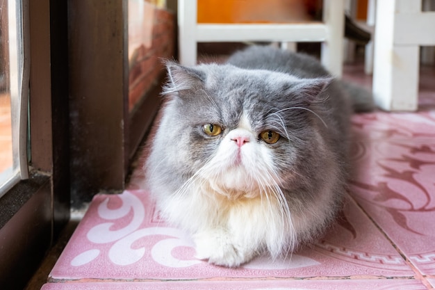 見ていると横になっているペルシャ白灰色猫ふわふわ長い髪