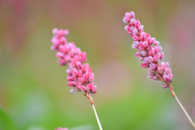 Photo persicaria amplexicaulis flower