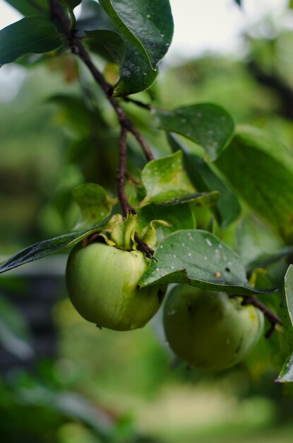 Persimmon branch with green fruits close-up. Autumn harvest. Fall