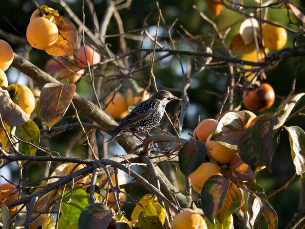 Persimmon fruit tree and leaves in autumn